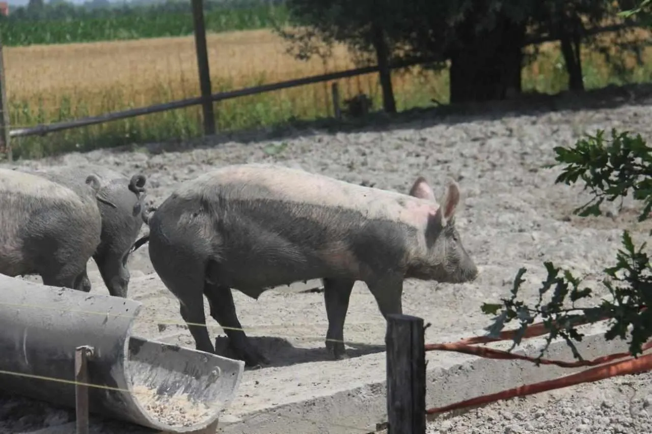 Farm stay Agriturismo La Fraterna Tolle Italy